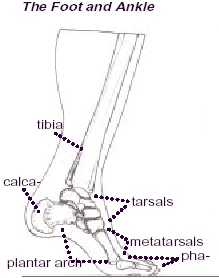 Foot and ankle anatomy